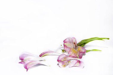 Beyaz arka planda güzel çiçekler