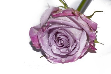 Beyaz arkaplanda güzel bir gül