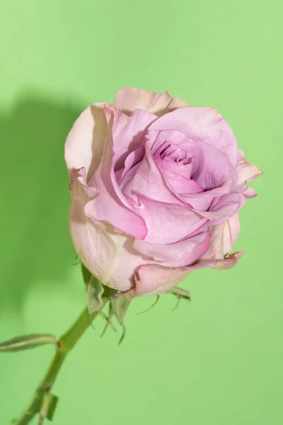 Schöne Rose Auf Grünem Hintergrund — Stockfoto
