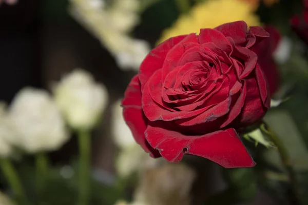 Bouquet Belles Roses — Photo