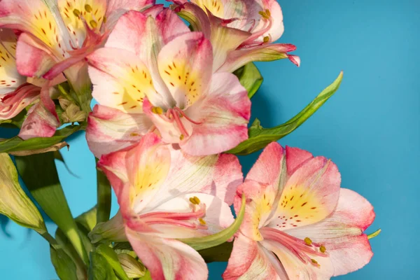 Krásné Květiny Modrém Pozadí — Stock fotografie