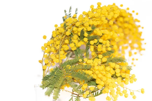 Beautiful Bouquet Mimosa White Background — Stock Photo, Image