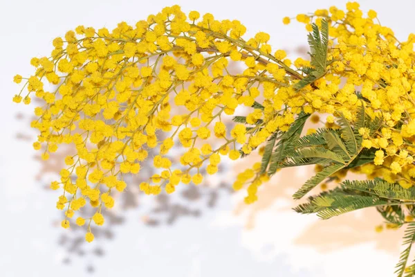 Hermoso Ramo Con Mimosa Sobre Fondo Blanco —  Fotos de Stock