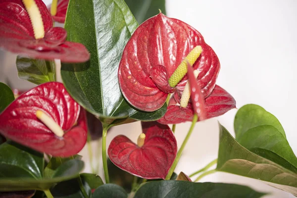 Beyaz arkaplanda güzel bir calla 