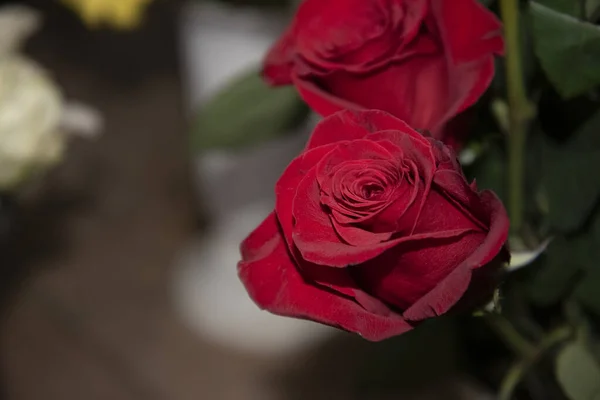 Strauß Schöner Rosen — Stockfoto