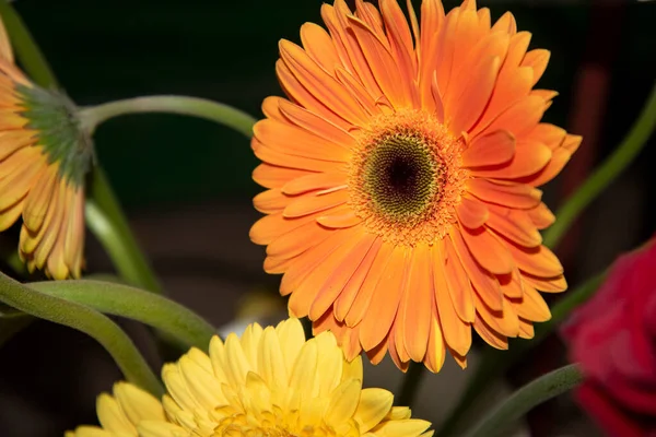 Schöne Gerbera Auf Dem Blumenmarkt — Stockfoto
