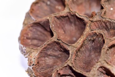 Kurumuş kahverengi bir çiçeğe yakın.