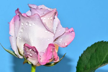 mavi arka plan üzerinde güzel gül