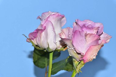 Mavi arka planda güzel güller