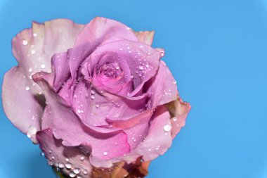 mavi arka plan üzerinde güzel gül