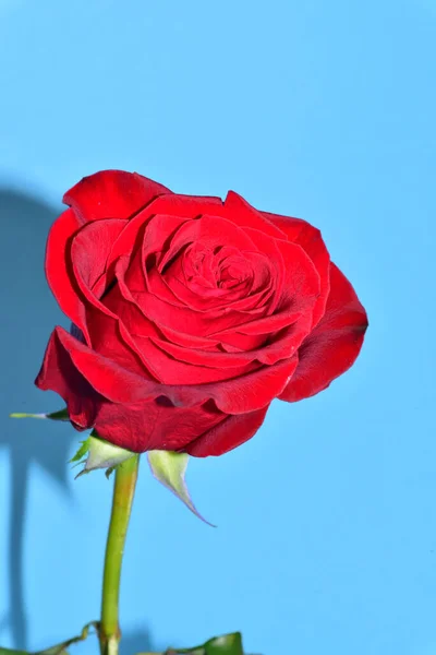 Bela Rosa Fundo Azul — Fotografia de Stock