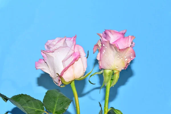 Hermosas Rosas Sobre Fondo Azul —  Fotos de Stock