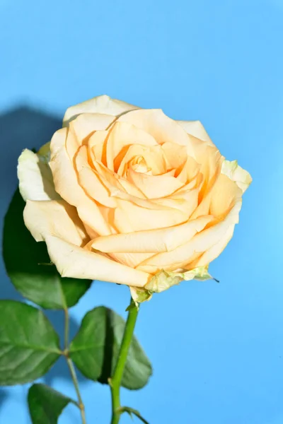 Όμορφο Τριαντάφυλλο Μπλε Φόντο — Φωτογραφία Αρχείου