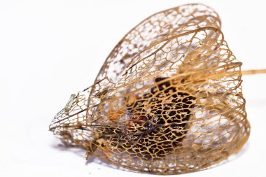 Beyaz arka planda Physalis alkekengi 'ye yakın plan