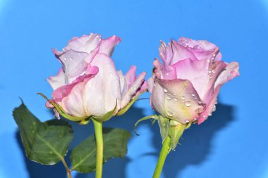 Mavi arka planda güzel güller