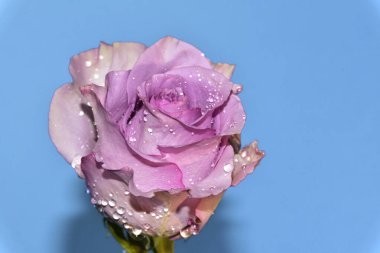 mavi arka plan üzerinde güzel gül