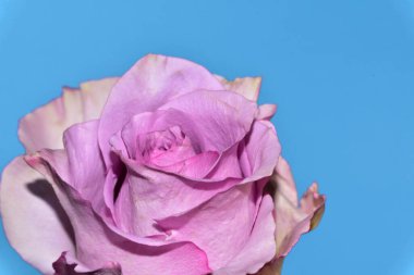 mavi arka plan üzerinde güzel gül