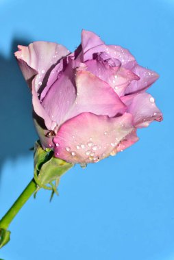 mavi arka plan üzerinde güzel gül