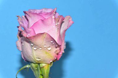 mavi arka plan üzerinde güzel gül