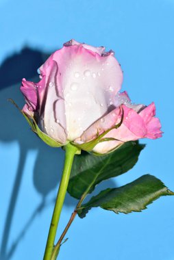 mavi arka plan üzerinde güzel gül