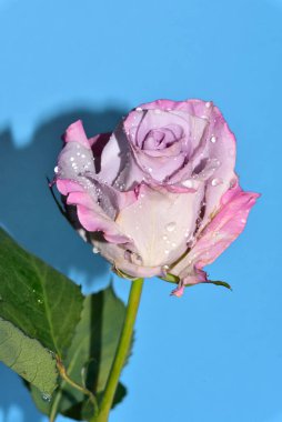 mavi arka plan üzerinde güzel gül