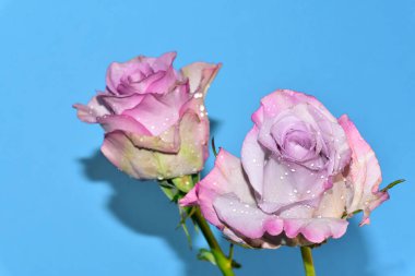 Mavi arka planda güzel güller