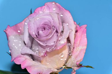 mavi arka plan üzerinde güzel gül