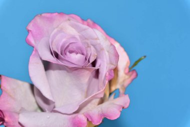 mavi arka plan üzerinde güzel gül