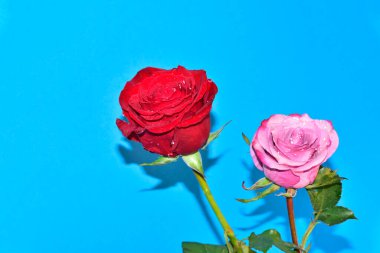 güzel kırmızı ve pembe güller mavi arkaplanda