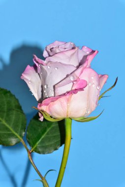 mavi arka plan üzerinde güzel gül