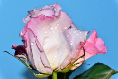 mavi arka plan üzerinde güzel gül