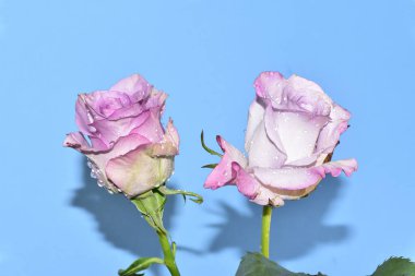 Mavi arka planda güzel güller