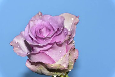 mavi arka plan üzerinde güzel gül