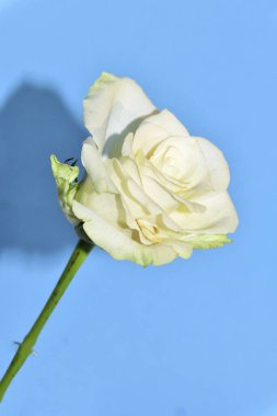 mavi arka plan üzerinde güzel gül