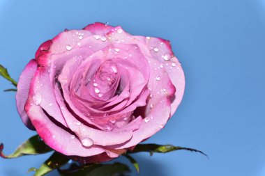 mavi arka plan üzerinde güzel gül