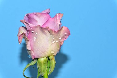 mavi arka plan üzerinde güzel gül