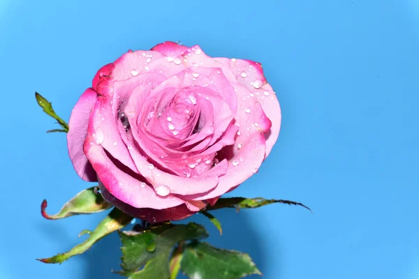 Nádherná Růže Modrém Pozadí — Stock fotografie