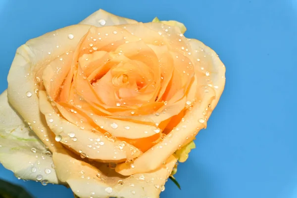 Piękna Róża Niebieskim Tle — Zdjęcie stockowe