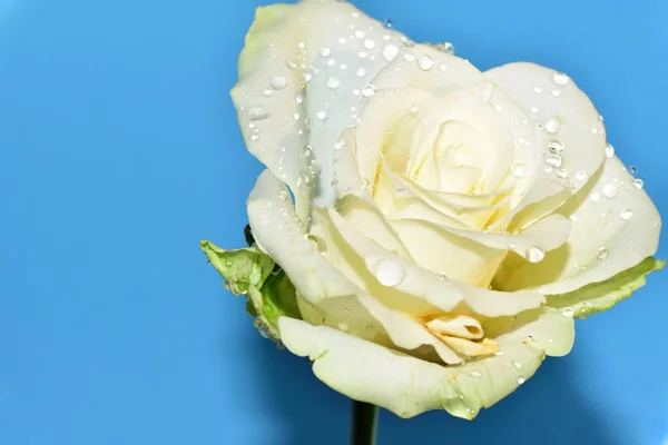 Όμορφο Τριαντάφυλλο Μπλε Φόντο — Φωτογραφία Αρχείου