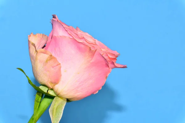 Красивая Роза Голубом Фоне — стоковое фото