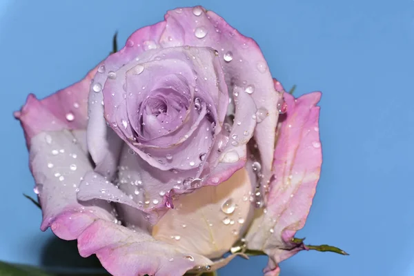 Beautiful Rose Blue Background — Stock Photo, Image