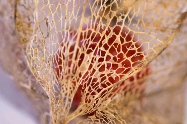 Close Van Physalis Alkekengi Een Witte Achtergrond — Stockfoto