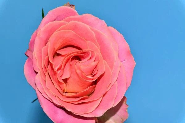 青の背景に美しいバラ — ストック写真