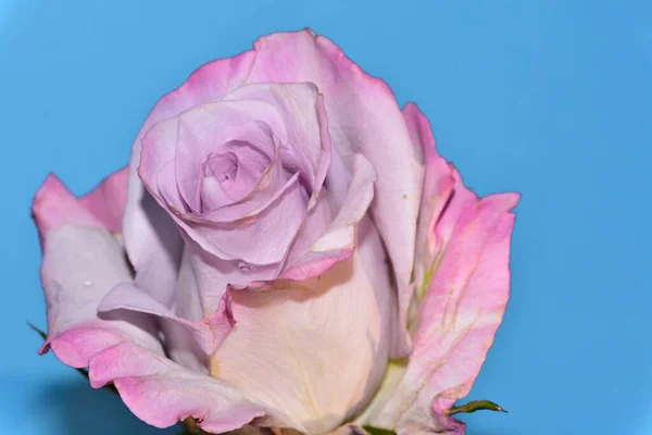 Schöne Rose Auf Blauem Hintergrund — Stockfoto