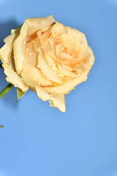 Beautiful Rose Blue Background — Stock Photo, Image