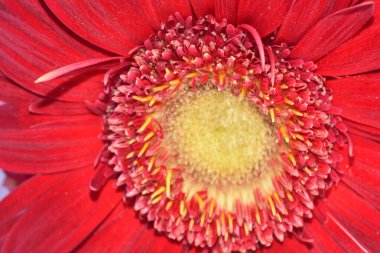 kırmızı gerbera çiçeği beyaz arkaplanda izole edilmiş