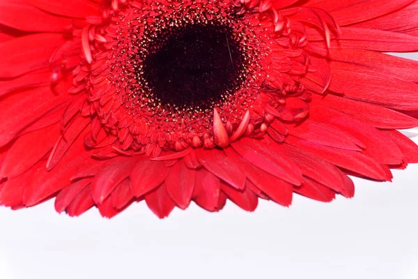 Flor Gerbera Vermelho Isolado Fundo Branco — Fotografia de Stock