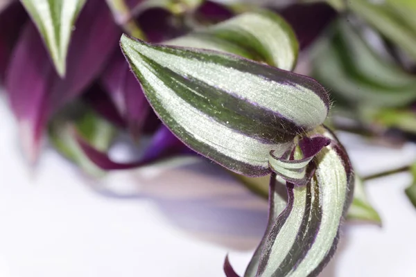 植物の緑紫色の葉のクローズアップ — ストック写真