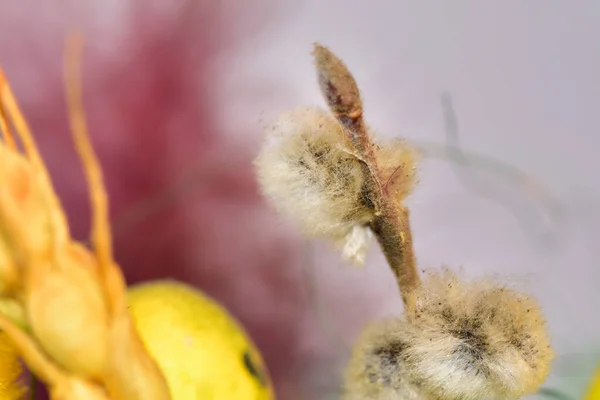 Krásný Botanický Záběr Přírodní Tapety — Stock fotografie