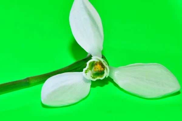 Біла Весняна Квітка Зеленому Фоні — стокове фото